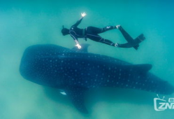 深海视频,揭秘神秘海底世界的奇幻之旅